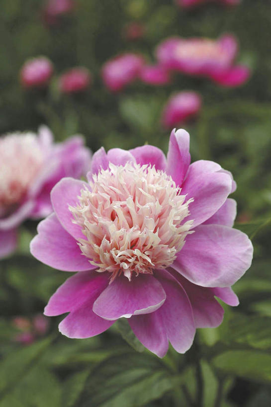 无人,竖图,俯视,室外,特写,白天,旅游,度假,花海,花圃,美景,植物,牡丹花,叶子,东京,日本,亚洲,许多,朦胧,模糊,盛开,景观,花蕾,娱乐,花,花瓣,花朵,花卉,鲜花,粉色,绿色,自然,花丛,花束,花田,花苞,花蕊,享受,休闲,景色,放松,富贵,自然风光,东亚,本州,关东地方,本州岛,日本国,东京都,鼠姑,鹿韭,白茸,百雨金,浓情,圆满,富贵花,洛阳花,牡丹,木芍药,芍药,彩图,高角度拍摄