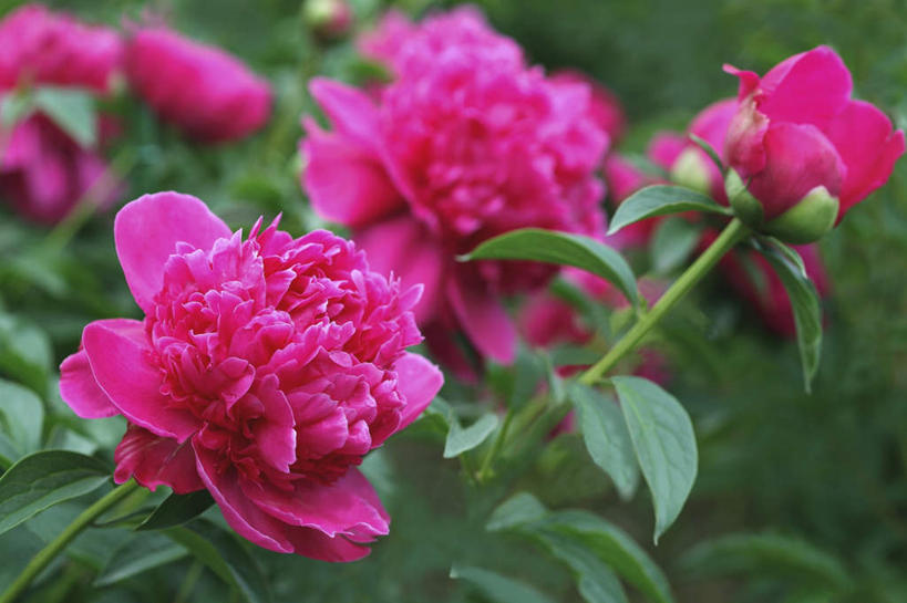 无人,横图,室外,特写,白天,正面,旅游,度假,花海,花圃,美景,植物,牡丹花,叶子,东京,日本,亚洲,许多,朦胧,模糊,盛开,景观,花蕾,娱乐,花,花瓣,花朵,花卉,鲜花,红色,绿色,自然,花丛,花束,花田,花苞,花蕊,享受,休闲,景色,放松,富贵,自然风光,东亚,本州,关东地方,本州岛,日本国,东京都,鼠姑,鹿韭,白茸,百雨金,浓情,圆满,富贵花,洛阳花,牡丹,木芍药,芍药,彩图