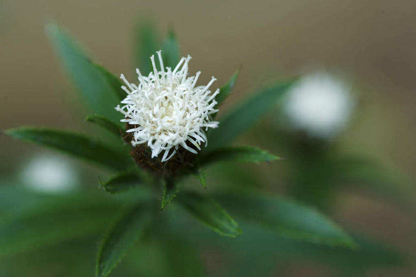 无人,横图,俯视,室外,特写,白天,旅游,度假,花海,花圃,美景,植物,叶子,东京,日本,亚洲,三朵,朦胧,模糊,盛开,景观,草药,药草,花蕾,娱乐,中药,花,花瓣,花朵,花卉,鲜花,绿色,白色,自然,花丛,花束,花田,花苞,花蕊,享受,休闲,景色,放松,自然风光,药材,中草药,东亚,中药材,本草,本州,关东地方,本州岛,日本国,东京都,苍术,赤术,青术,彩图,高角度拍摄