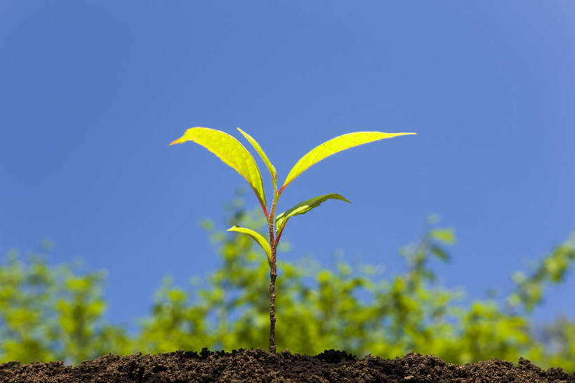 无人,横图,室外,特写,白天,仰视,旅游,度假,美景,植物,叶子,日本,亚洲,朦胧,模糊,景观,泥土,绿叶,娱乐,树,树木,蓝色,绿色,蓝天,天空,自然,天,享受,休闲,嫩叶,景色,放松,生长,晴朗,成长,生机,自然风光,东亚,秧苗,本州,万里无云,关东地方,本州岛,日本国,栃木,栃木县,灵动,叶,叶片,晴空,晴空万里,彩图,低角度拍摄