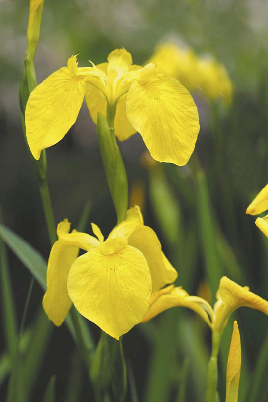 无人,竖图,室外,特写,白天,正面,旅游,度假,花海,花圃,美景,植物,叶子,东京,日本,亚洲,朦胧,模糊,盛开,景观,草药,花蕾,娱乐,中药,花,花瓣,花朵,花卉,鲜花,两朵,黄色,绿色,自然,花丛,花束,花田,花苞,花蕊,享受,休闲,景色,放松,鸢尾,自然风光,药材,中草药,东亚,中药材,本草,本州,关东地方,本州岛,日本国,东京都,紫蝴蝶,蓝蝴蝶,乌鸢,扁竹花,彩图