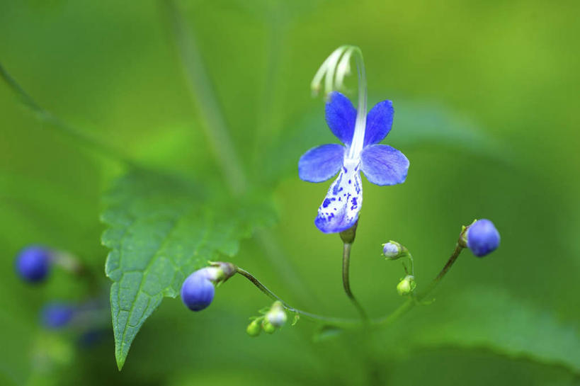 无人,横图,俯视,室外,白天,旅游,度假,花海,花圃,美景,植物,叶子,东京,日本,亚洲,许多,盛开,景观,花蕾,娱乐,花,花瓣,花朵,花卉,鲜花,蓝色,绿色,自然,花丛,花束,花田,花苞,花蕊,享受,休闲,景色,放松,自然风光,东亚,本州,关东地方,本州岛,日本国,东京都,彩图,高角度拍摄