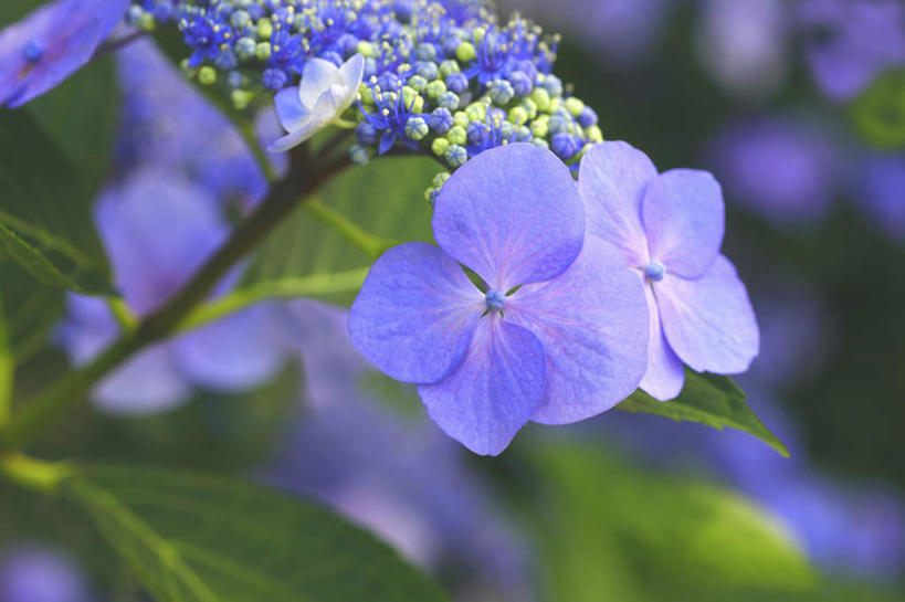 无人,横图,俯视,室外,特写,白天,旅游,度假,花海,花圃,美景,植物,八仙花,叶子,东京,日本,亚洲,许多,朦胧,模糊,盛开,景观,花蕾,娱乐,花,花瓣,花朵,花卉,鲜花,蓝色,绿色,自然,花丛,花束,花田,花苞,花蕊,绣球花,享受,休闲,景色,放松,紫阳花,洋绣球,自然风光,东亚,本州,关东地方,本州岛,日本国,东京都,草绣球,斗球,七变化,粉团花,彩图,高角度拍摄