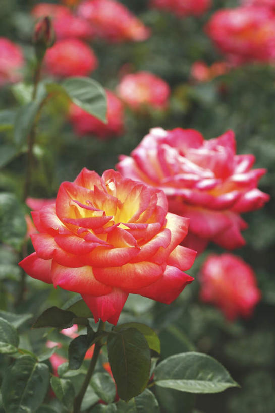 无人,竖图,俯视,室外,特写,白天,爱情,旅游,度假,幸福,纯洁,热情,花海,花圃,美景,植物,玫瑰,叶子,东京,日本,亚洲,许多,朦胧,模糊,盛开,景观,玫瑰花,浪漫,花蕾,娱乐,花,花瓣,花朵,花卉,鲜花,红色,绿色,自然,花丛,花束,花田,花苞,花蕊,享受,休闲,温暖,温馨,景色,恩爱,放松,和睦,自然风光,感动,东亚,本州,关东地方,本州岛,日本国,东京都,尊敬,天真,刺玫花,徘徊花,彩图,高角度拍摄,融洽