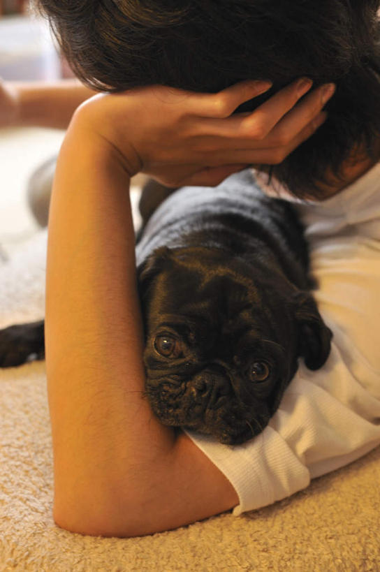 东方人,脸,头,脸颊,一个人,躺,竖图,俯视,室内,白天,地毯,宠物,狗,亚洲,仅一个男性,仅一个人,撑,黄种人,仅一个年轻男性,白色,动物,趴着,可爱,哈巴狗,撑着,忠诚,巴哥,巴哥犬,卧着,男人,男性,年轻男性,亚洲人,头部,脸部,脸蛋,面部,犬,趴,躺着,卧,半身,彩图,高角度拍摄