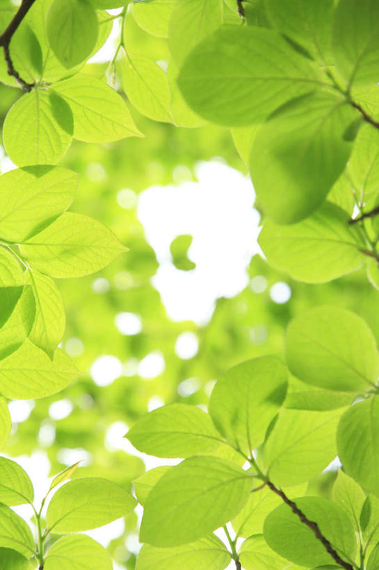 无人,竖图,室外,白天,白色背景,仰视,旅游,度假,美景,叶子,许多,阴影,光线,影子,景观,绿叶,娱乐,绿色,阳光,自然,享受,休闲,嫩叶,景色,放松,自然风光,叶,叶片,彩图,低角度拍摄