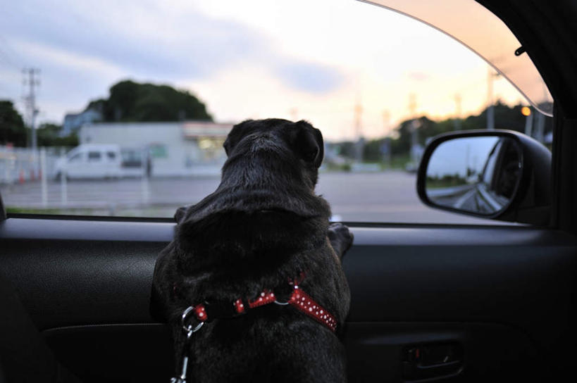 无人,横图,室内,白天,正面,植物,汽车,宠物,狗,一辆,撑,云,云朵,云彩,注视,车,树,树木,一只,蓝色,绿色,黑色,白云,蓝天,天空,自然,动物,交通工具,轿车,天,观察,看,趴着,可爱,哈巴狗,生长,晴朗,成长,观看,察看,撑着,关注,载具,忠诚,巴哥,巴哥犬,晴空,犬,趴,半身,彩图