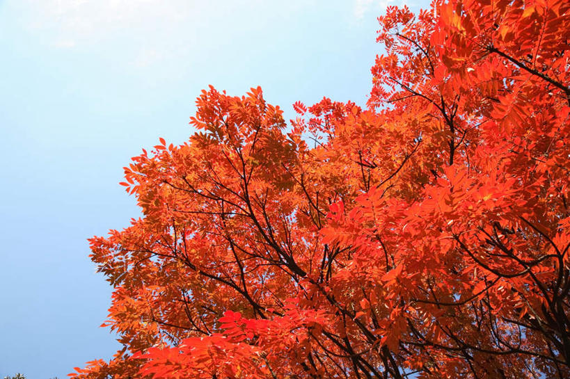 无人,横图,室外,白天,仰视,旅游,度假,美景,秋季,植物,叶子,东京,日本,亚洲,许多,景观,云,云朵,枯叶,落叶,中央区,云彩,娱乐,树,树木,红色,蓝色,绿色,白云,蓝天,天空,自然,天,享受,休闲,景色,放松,白桦,生长,晴朗,成长,自然风光,东亚,本州,关东地方,本州岛,日本国,东京都,叶,叶片,晴空,秋,秋天,桦树,桦皮树,桦木,彩图,低角度拍摄