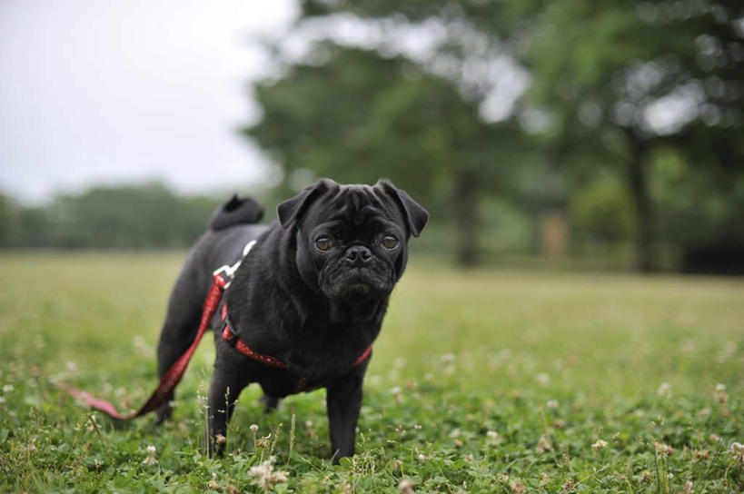 无人,站,横图,室外,特写,白天,正面,草地,草坪,植物,宠物,狗,一根,朦胧,模糊,云,云朵,云彩,草,树,树木,一个,一只,红色,蓝色,绿色,黑色,白云,蓝天,天空,自然,动物,绳子,天,站着,可爱,哈巴狗,生长,晴朗,单个,成长,忠诚,巴哥,巴哥犬,项圈,晴空,犬,站立,彩图,全身