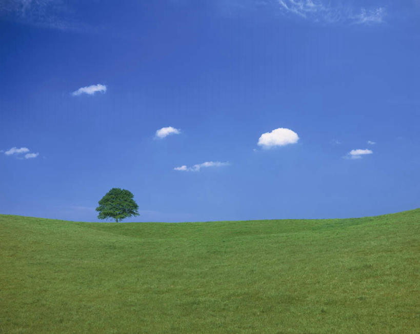 无人,横图,室外,白天,正面,旅游,度假,草地,草坪,美景,树林,植物,景观,云,云朵,云彩,娱乐,草,树,树木,蓝色,绿色,白云,蓝天,天空,自然,天,享受,休闲,景色,放松,生长,晴朗,成长,自然风光,晴空,彩图