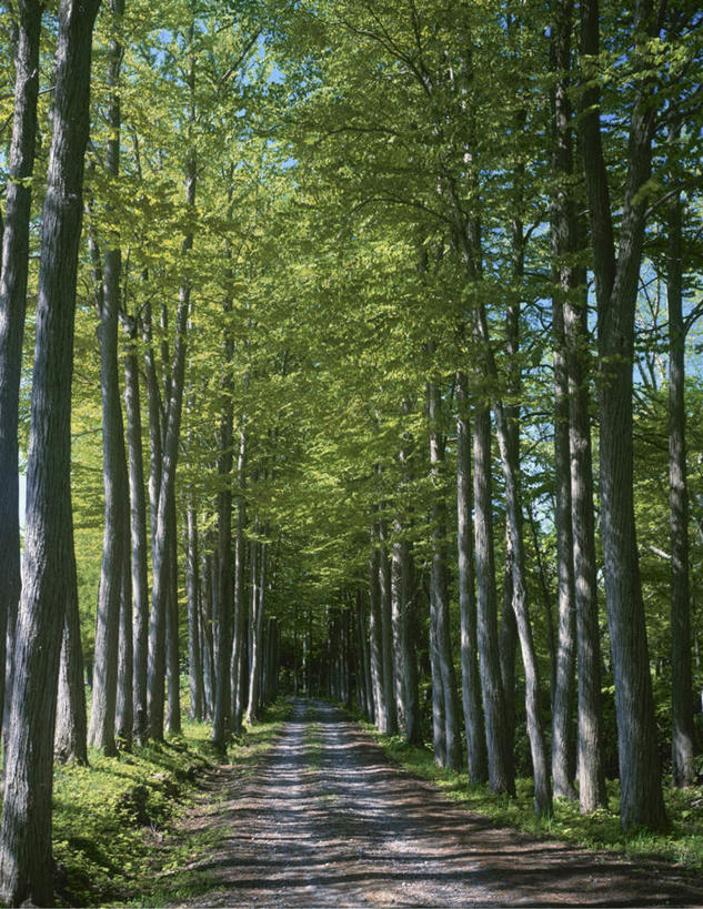 无人,竖图,室外,白天,正面,旅游,度假,美景,植物,道路,路,北海道,日本,亚洲,一排,整齐,景观,云,云朵,小路,交通,云彩,娱乐,树,树木,排列,蓝色,绿色,白云,蓝天,天空,自然,天,享受,休闲,景色,放松,乡间小路,生长,晴朗,成长,队列,自然风光,东亚,日本国,北海道地方,北海道岛,晴空,彩图