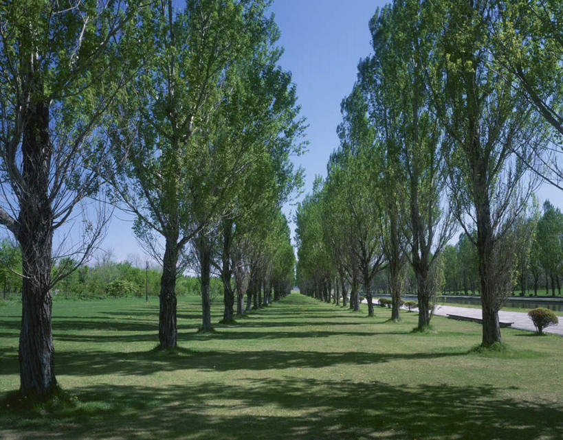 无人,横图,室外,白天,正面,旅游,度假,美景,植物,道路,路,北海道,日本,亚洲,一排,阴影,整齐,光线,影子,景观,小路,交通,娱乐,树,树木,排列,蓝色,绿色,蓝天,天空,阳光,自然,天,享受,休闲,景色,放松,生长,晴朗,成长,队列,自然风光,东亚,万里无云,札幌,日本国,北海道地方,北海道岛,县厅,晴空,晴空万里,彩图,札幌市