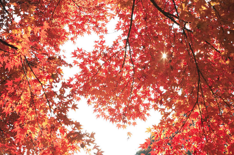 无人,横图,室外,白天,白色背景,仰视,旅游,度假,美景,植物,枫树,叶子,东京,日本,亚洲,许多,阴影,光线,影子,景观,枫叶,枯叶,落叶,娱乐,树,树木,黄色,红色,绿色,阳光,自然,享受,休闲,景色,放松,生长,成长,枫树叶,自然风光,东亚,本州,关东地方,本州岛,日本国,东京都,叶,叶片,彩图,低角度拍摄