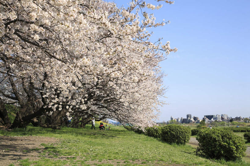 无人,横图,室外,白天,正面,旅游,度假,草地,草坪,美景,植物,樱花,东京,日本,亚洲,许多,盛开,景观,樱花树,花蕾,娱乐,草,花,花瓣,花朵,鲜花,树,树木,粉色,蓝色,绿色,蓝天,天空,自然,天,花苞,花蕊,享受,休闲,景色,放松,生长,晴朗,成长,自然风光,东亚,本州,万里无云,关东地方,本州岛,日本国,东京都,仙樱花,福岛樱,青肤樱,晴空,晴空万里,荆桃,彩图