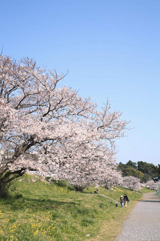 无人,竖图,室外,白天,正面,旅游,度假,草地,草坪,美景,植物,道路,路,樱花,东京,日本,亚洲,许多,阴影,盛开,光线,影子,景观,小路,樱花树,交通,花蕾,娱乐,草,花,花瓣,花朵,鲜花,树,树木,粉色,蓝色,绿色,蓝天,天空,阳光,自然,天,花苞,花蕊,享受,休闲,景色,放松,乡间小路,生长,晴朗,成长,自然风光,东亚,本州,万里无云,关东地方,本州岛,日本国,东京都,仙樱花,福岛樱,青肤樱,晴空,晴空万里,荆桃,彩图
