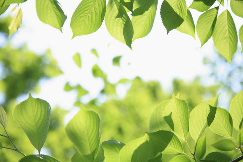 无人,横图,室外,白天,仰视,旅游,度假,美景,叶子,东京,日本,亚洲,许多,阴影,光线,影子,景观,云,云朵,绿叶,云彩,娱乐,蓝色,白云,蓝天,天空,阳光,自然,天,享受,休闲,嫩叶,景色,放松,晴朗,自然风光,东亚,本州,关东地方,本州岛,日本国,东京都,叶,叶片,晴空,彩图,低角度拍摄