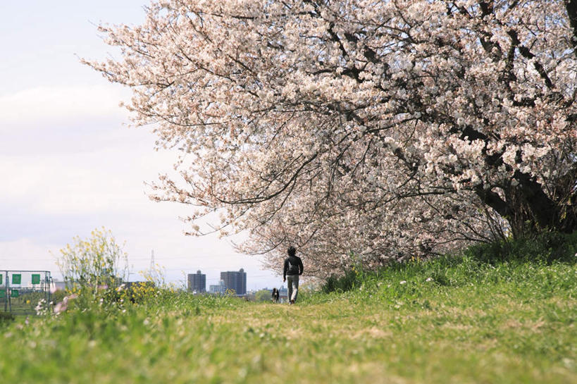 跑,横图,室外,白天,旅游,度假,草地,草坪,美景,植物,道路,路,樱花,宠物,狗,东京,日本,亚洲,许多,牵,盛开,景观,小路,樱花树,交通,花蕾,娱乐,草,花,花瓣,花朵,鲜花,树,树木,背面,粉色,蓝色,绿色,蓝天,天空,自然,动物,天,花苞,花蕊,享受,休闲,景色,放松,可爱,乡间小路,生长,晴朗,成长,牵着,自然风光,东亚,忠诚,本州,万里无云,关东地方,本州岛,日本国,东京都,仙樱花,福岛樱,青肤樱,晴空,晴空万里,犬,荆桃,跑步,彩图,全身