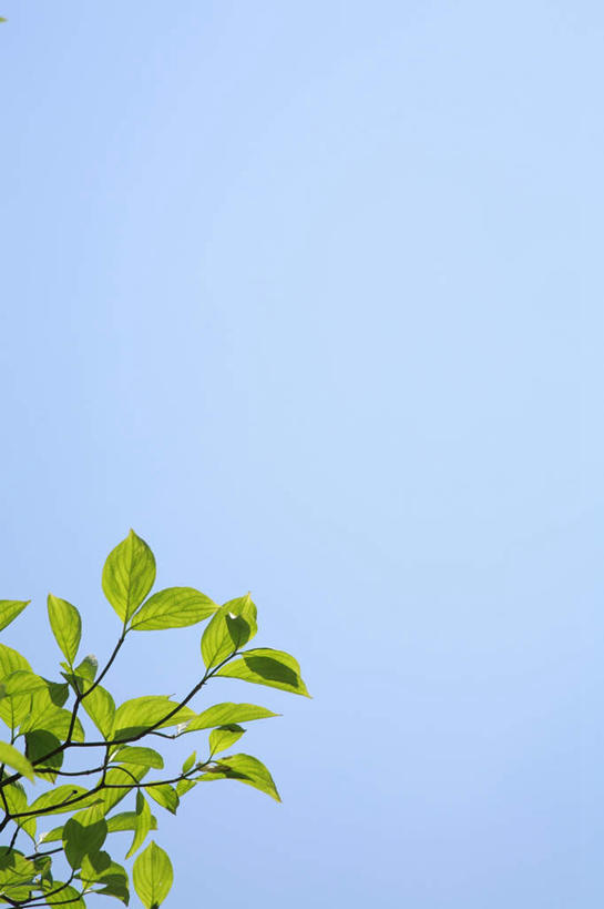 无人,竖图,室外,白天,仰视,旅游,度假,美景,叶子,东京,日本,亚洲,许多,景观,绿叶,娱乐,蓝色,蓝天,天空,自然,天,享受,休闲,嫩叶,景色,放松,晴朗,自然风光,东亚,本州,万里无云,关东地方,本州岛,日本国,东京都,叶,叶片,晴空,晴空万里,彩图,低角度拍摄