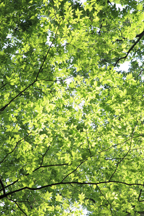 无人,竖图,室外,白天,仰视,旅游,度假,美景,太阳,植物,叶子,东京,日本,亚洲,阴影,光线,影子,景观,绿叶,娱乐,树,树木,绿色,阳光,自然,享受,休闲,嫩叶,景色,放松,生长,成长,自然风光,东亚,本州,关东地方,本州岛,日本国,东京都,叶,叶片,彩图,低角度拍摄