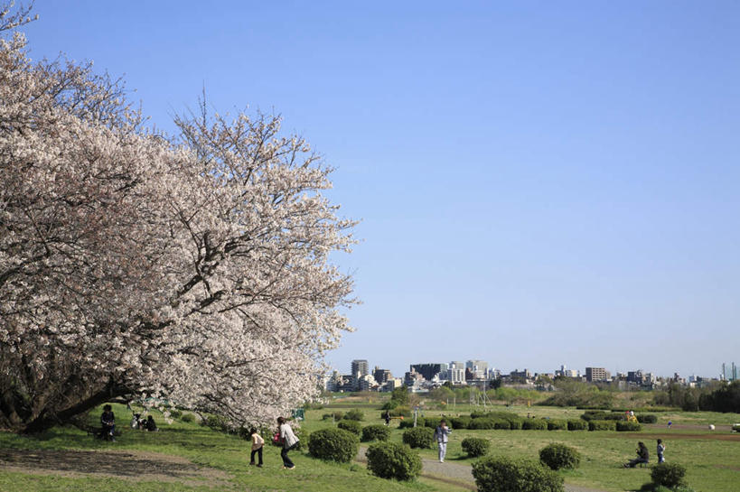 无人,家,横图,室外,白天,正面,旅游,度假,草地,草坪,美景,植物,别墅,城市风光,城市,建筑,樱花,东京,日本,亚洲,许多,盛开,房屋,屋子,景观,公寓,建筑群,樱花树,花蕾,娱乐,建设,洋房,楼房,住宅,草,花,花瓣,花朵,鲜花,树,树木,粉色,蓝色,绿色,蓝天,天空,自然,天,花苞,花蕊,享受,休闲,景色,放松,生长,晴朗,成长,自然风光,东亚,本州,万里无云,关东地方,本州岛,日本国,东京都,仙樱花,福岛樱,青肤樱,晴空,晴空万里,荆桃,彩图,房子