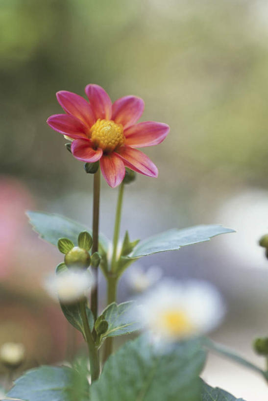 无人,竖图,室外,特写,白天,正面,美景,朦胧,模糊,盛开,景观,大丽花,花蕾,花,花瓣,花朵,鲜花,一朵,红色,自然,花苞,花蕊,菊花,景色,大理花,自然风光,大丽菊,富丽,大方,彩图