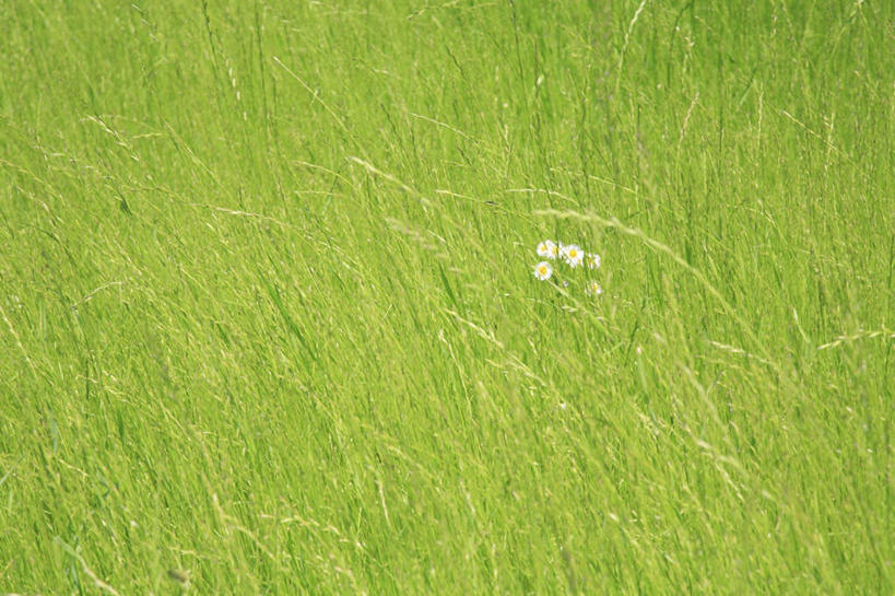 无人,横图,俯视,室外,白天,旅游,度假,快乐,幸福,草地,草坪,美景,植物,东京,日本,亚洲,许多,朦胧,模糊,盛开,景观,玛格丽特,花蕾,娱乐,草,雏菊,花,花瓣,花朵,鲜花,绿色,自然,花苞,花蕊,享受,休闲,菊花,景色,放松,活力,希望,坚强,自然风光,和平,东亚,离别,本州,关东地方,本州岛,日本国,东京都,延命菊,幸福花,春菊,马兰头花,暗恋,纯情,单恋,天真,彩图,高角度拍摄,愉快