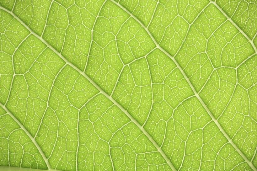 无人,横图,俯视,室内,特写,白天,植物,叶子,一片,朦胧,模糊,纹理,绿叶,绿色,嫩叶,肌理,叶,叶片,叶脉,彩图,高角度拍摄