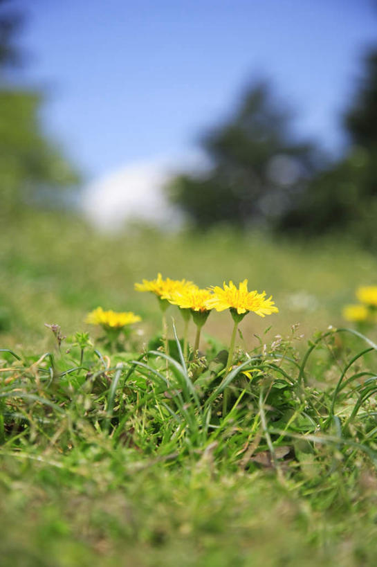 无人,竖图,室外,特写,白天,正面,爱情,旅游,度假,美景,蒲公英,东京,日本,亚洲,许多,朦胧,模糊,盛开,景观,花蕾,娱乐,花,花瓣,花朵,鲜花,黄色,蓝色,蓝天,天空,自然,天,花苞,花蕊,享受,休闲,景色,放松,晴朗,自然风光,东亚,本州,万里无云,关东地方,本州岛,日本国,东京都,开朗,晴空,晴空万里,蒲公草,尿床草,彩图