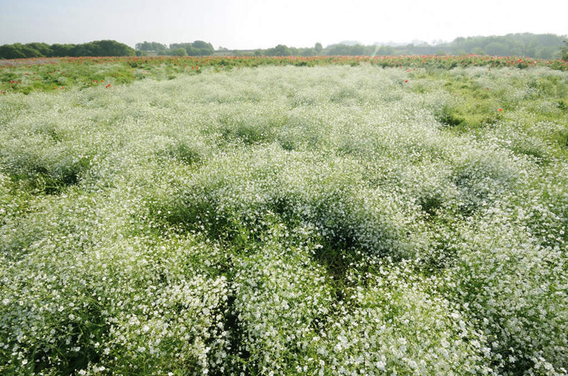 无人,横图,室外,白天,正面,旅游,度假,草地,草坪,美景,植物,日本,亚洲,朦胧,模糊,景观,娱乐,草,蓝色,绿色,蓝天,天空,自然,天,享受,休闲,景色,放松,晴朗,自然风光,东亚,本州,万里无云,茨城,茨城县,关东地方,本州岛,日本国,下妻市,晴空,晴空万里,彩图