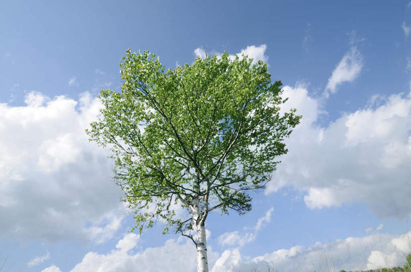 无人,横图,室外,白天,仰视,旅游,度假,美景,植物,长野县,日本,亚洲,一棵,阴影,朦胧,模糊,光线,影子,景观,云,云朵,云彩,娱乐,树,树木,蓝色,绿色,白云,蓝天,天空,阳光,自然,天,享受,休闲,景色,放松,生长,晴朗,成长,自然风光,东亚,本州,本州岛,日本国,中部地方,长野,诹访市,晴空,彩图,低角度拍摄