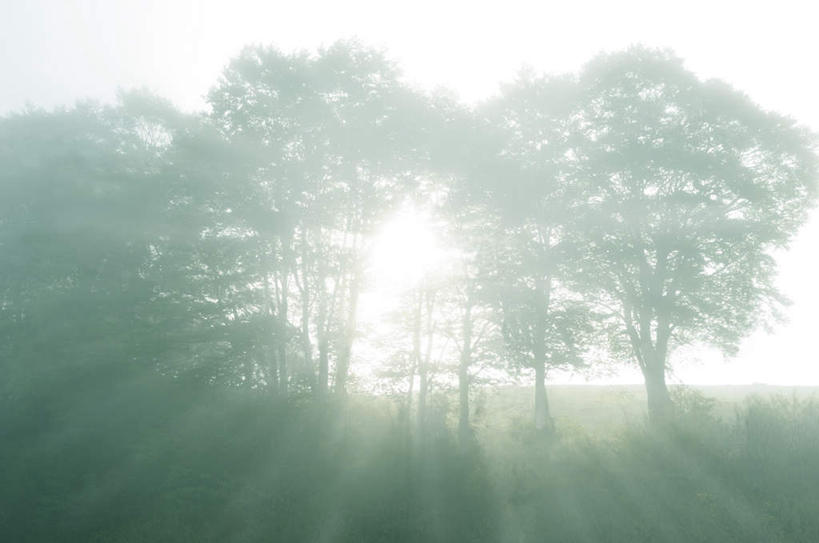 无人,横图,室外,白天,正面,旅游,度假,草地,草坪,美景,树林,植物,长野县,日本,亚洲,许多,阴影,朦胧,模糊,光线,影子,景观,背光,娱乐,草,树,树木,绿色,阳光,自然,享受,休闲,景色,放松,生长,成长,自然风光,逆光,东亚,本州,本州岛,日本国,中部地方,长野,诹访市,彩图