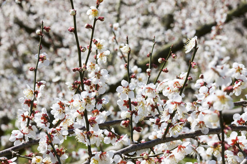 无人,横图,室外,白天,仰视,旅游,度假,美景,植物,日本,亚洲,许多,朦胧,模糊,盛开,景观,梅花,花蕾,娱乐,花,花瓣,花朵,鲜花,树,树木,绿色,自然,花苞,花蕊,享受,休闲,景色,放松,生长,成长,自然风光,东亚,日本国,彩图,低角度拍摄