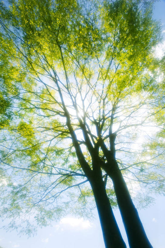 无人,竖图,室外,白天,仰视,旅游,度假,美景,植物,日本,亚洲,两棵,阴影,朦胧,模糊,光线,影子,景观,枝条,背光,娱乐,树,树干,树木,树枝,蓝色,绿色,蓝天,天空,阳光,自然,天,享受,休闲,景色,放松,生长,晴朗,成长,自然风光,逆光,东亚,本州,万里无云,关东地方,本州岛,日本国,栃木,栃木县,晴空,晴空万里,彩图,低角度拍摄
