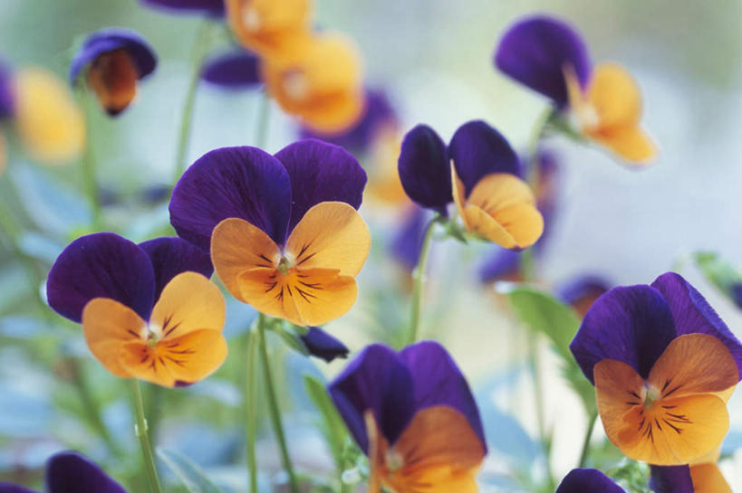 无人,横图,室外,特写,白天,正面,旅游,度假,幸福,美景,紫罗兰,静物,许多,朦胧,模糊,盛开,景观,清凉,花蕾,娱乐,花,花瓣,花朵,鲜花,黄色,紫色,自然,夏天,花苞,花蕊,享受,休闲,景色,放松,自然风光,永恒,质朴,美德,草紫罗兰,草桂花,彩图