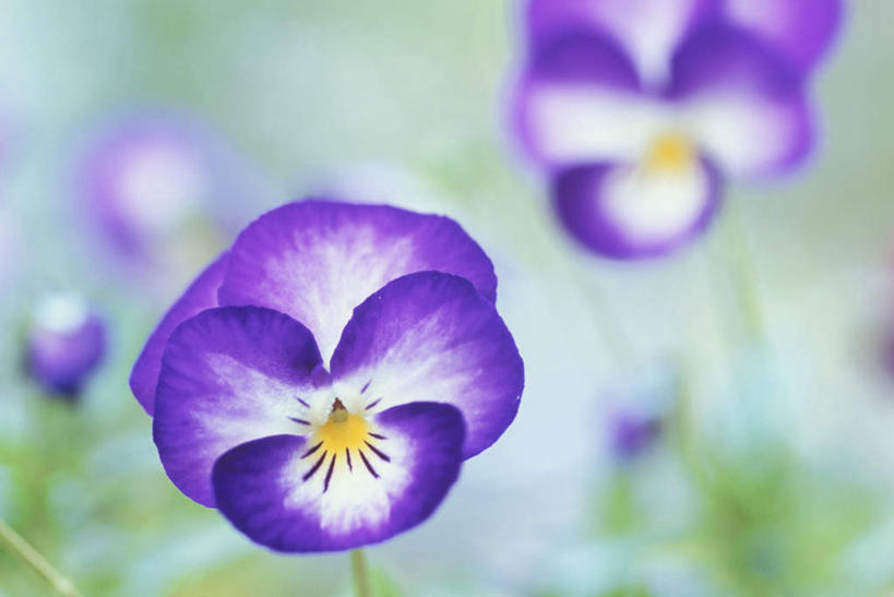 无人,横图,室外,特写,白天,正面,旅游,度假,幸福,美景,紫罗兰,静物,朦胧,模糊,盛开,景观,清凉,花蕾,娱乐,花,花瓣,花朵,鲜花,两朵,紫色,自然,夏天,花苞,花蕊,享受,休闲,景色,放松,自然风光,永恒,质朴,美德,草紫罗兰,草桂花,彩图