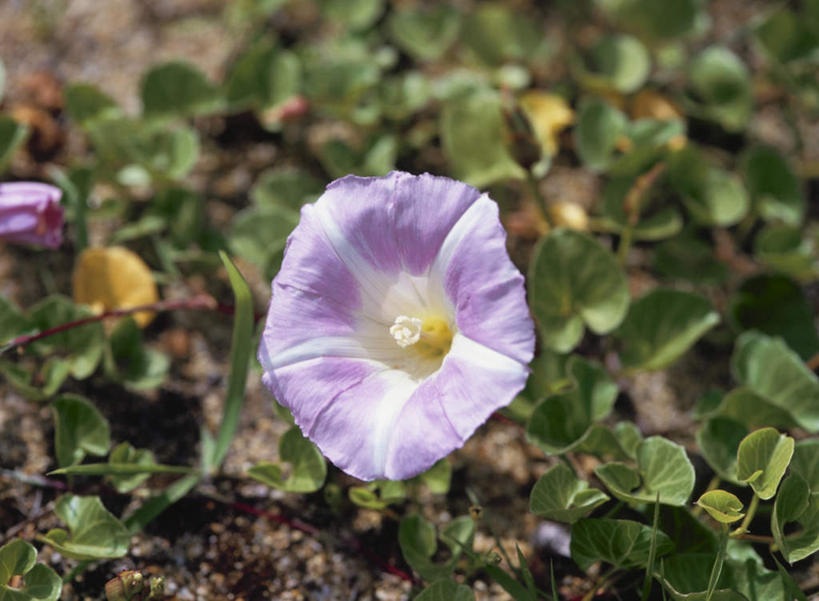 无人,横图,俯视,室外,特写,白天,爱情,旅游,度假,美景,喇叭花,叶子,阴影,朦胧,模糊,盛开,光线,影子,景观,绿叶,花蕾,娱乐,花,花瓣,花朵,鲜花,一朵,紫色,阳光,自然,花苞,花蕊,享受,休闲,嫩叶,景色,放松,虚幻,自然风光,永恒,牵牛,牵牛子,勤娘子,碧冬茄,朝颜花,灵芝牡丹,冷静,牵牛花,叶,叶片,彩图,高角度拍摄