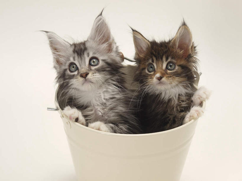 无人,横图,俯视,室内,特写,白天,白色背景,宠物,猫,金属制品,金属,铁桶,桶,注视,一个,动物,容器,观察,看,趴着,两只,可爱,摄影,影棚,单个,观看,储藏,察看,储存,关注,猫咪,趴,彩图,高角度拍摄,全身,影棚拍摄,拍摄,贮存