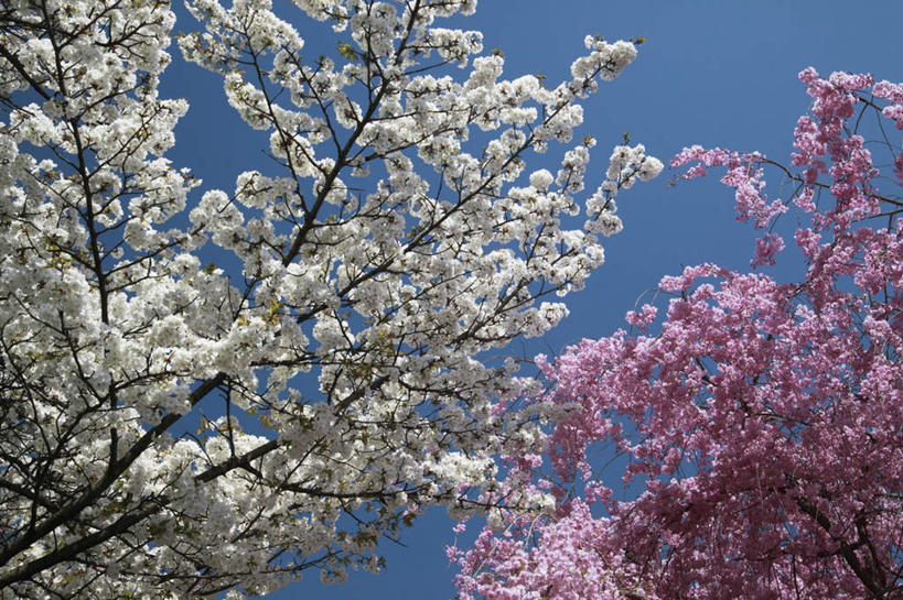 无人,横图,室外,白天,仰视,旅游,度假,美景,植物,樱花,京都,日本,亚洲,两棵,许多,盛开,景观,花蕾,娱乐,花,花瓣,花朵,鲜花,树,树木,粉色,蓝色,绿色,白色,蓝天,天空,自然,天,花苞,花蕊,享受,休闲,景色,放松,京都府,生长,晴朗,成长,自然风光,东亚,本州,万里无云,本州岛,日本国,近畿地方,近畿,仙樱花,福岛樱,青肤樱,晴空,晴空万里,荆桃,彩图,低角度拍摄