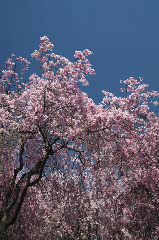 无人,竖图,室外,白天,仰视,旅游,度假,美景,植物,樱花,京都,日本,亚洲,一棵,许多,盛开,景观,花蕾,娱乐,花,花瓣,花朵,鲜花,树,树木,粉色,蓝色,绿色,蓝天,天空,自然,天,花苞,花蕊,享受,休闲,景色,放松,京都府,生长,晴朗,成长,自然风光,东亚,本州,万里无云,本州岛,日本国,近畿地方,近畿,仙樱花,福岛樱,青肤樱,晴空,晴空万里,荆桃,彩图,低角度拍摄