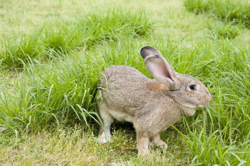 无人,横图,俯视,室外,白天,旅游,度假,草地,草坪,美景,植物,哺乳动物,日本,亚洲,兔子,景观,娱乐,草,一只,绿色,自然,动物,享受,休闲,景色,放松,兔,自然风光,东亚,日本国,彩图,高角度拍摄,全身