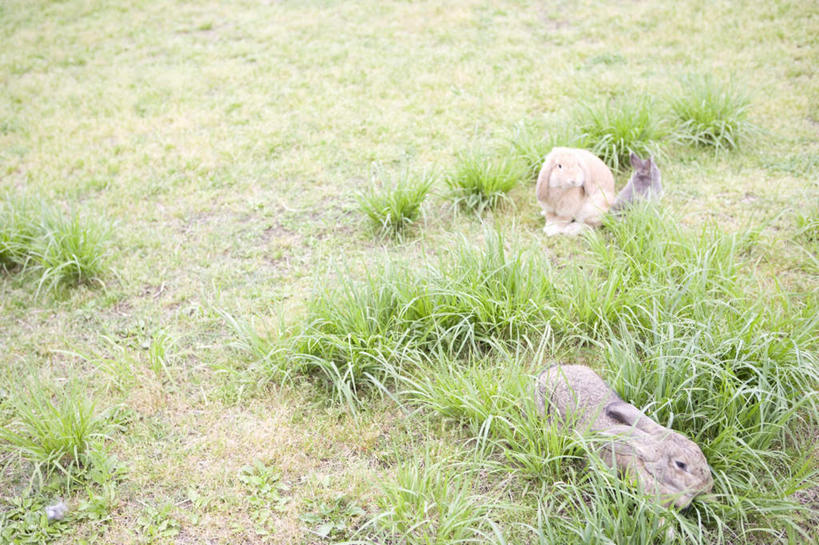 无人,横图,俯视,室外,白天,旅游,度假,草地,草坪,美景,植物,哺乳动物,阴影,光线,兔子,影子,景观,娱乐,草,绿色,阳光,自然,动物,趴着,两只,享受,休闲,景色,放松,兔,自然风光,趴,彩图,高角度拍摄,全身
