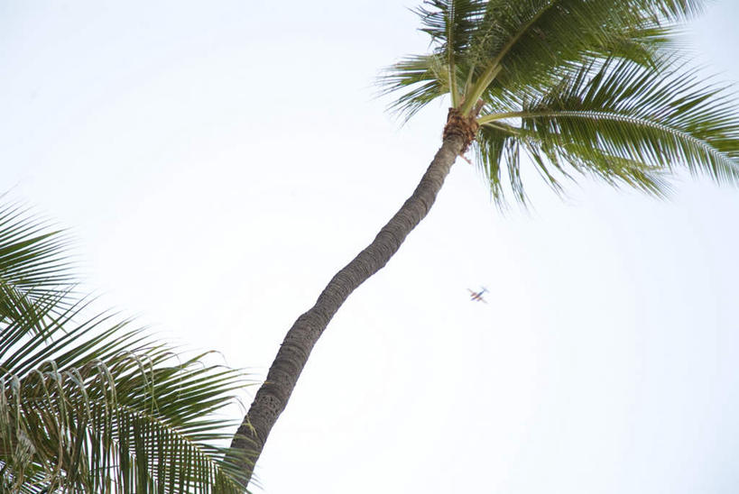 无人,横图,室外,白天,仰视,旅游,度假,美景,植物,棕榈树,叶子,夏威夷,美国,两棵,景观,绿叶,娱乐,树,树木,蓝色,绿色,蓝天,天空,自然,天,享受,休闲,嫩叶,景色,放松,生长,晴朗,成长,北美,北美洲,自然风光,美洲,棕榈叶,万里无云,夏威夷州,爱洛哈之州,北亚美利加洲,亚美利加洲,叶,叶片,晴空,晴空万里,彩图,低角度拍摄