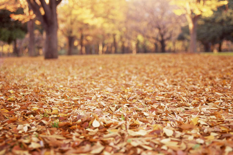 无人,横图,俯视,室外,白天,旅游,度假,美景,秋季,树林,植物,叶子,东京,日本,亚洲,朦胧,模糊,景观,枯叶,落叶,娱乐,树,树木,绿色,自然,享受,休闲,景色,放松,生长,成长,自然风光,东亚,本州,关东地方,本州岛,日本国,东京都,县厅,东京市,叶,叶片,秋,秋天,彩图,高角度拍摄