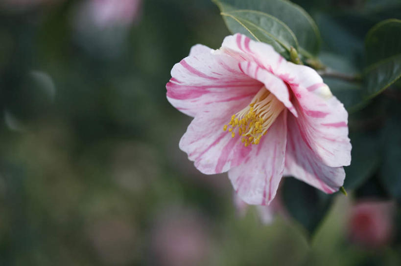 无人,横图,室外,特写,白天,正面,旅游,度假,美景,山茶花,叶子,日本,亚洲,朦胧,模糊,盛开,景观,绿叶,花蕾,娱乐,花,花瓣,花朵,鲜花,一朵,粉色,自然,花苞,花蕊,享受,休闲,嫩叶,景色,放松,大阪,自然风光,东亚,本州,大阪府,本州岛,日本国,近畿地方,近畿,玉茗花,耐冬,海石榴,茶花,叶,叶片,彩图