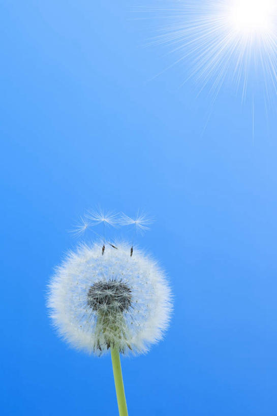 无人,竖图,室外,白天,仰视,爱情,旅游,度假,美景,太阳,蒲公英,阴影,盛开,飘扬,光线,影子,景观,种子,花蕾,娱乐,花,花瓣,花朵,鲜花,一朵,蓝色,白色,蓝天,天空,阳光,自然,天,花苞,花蕊,享受,休闲,景色,放松,晴朗,自然风光,万里无云,开朗,浮荡,飘拂,漂荡,飘零,晴空,晴空万里,蒲公草,尿床草,彩图,低角度拍摄,飘荡