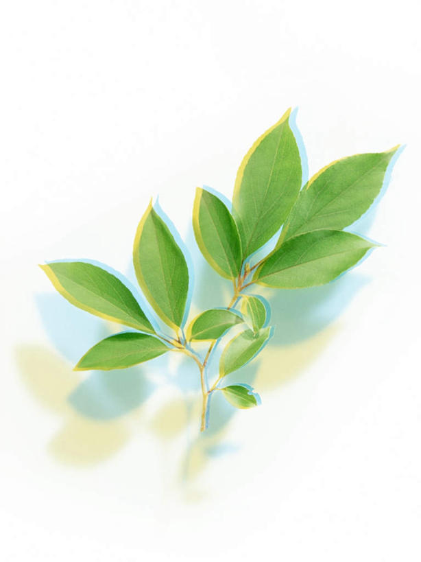 无人,竖图,俯视,室内,特写,白天,白色背景,静物,叶子,许多,阴影,朦胧,模糊,反射,影子,绿叶,嫩叶,摄影,影棚,叶,叶片,彩图,高角度拍摄,影棚拍摄,拍摄