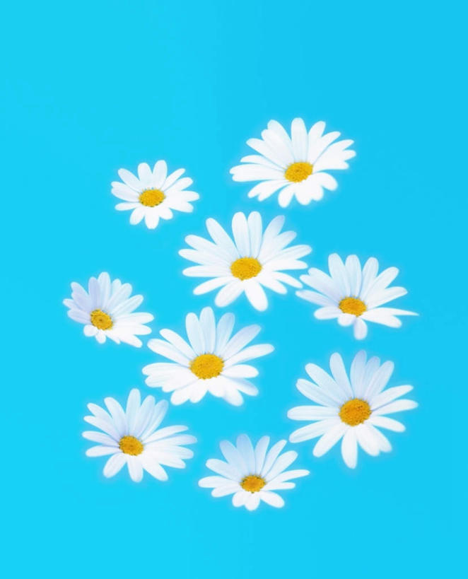 无人,竖图,俯视,室内,白天,快乐,幸福,许多,蓝色背景,盛开,玛格丽特,花蕾,雏菊,花,花瓣,花朵,鲜花,白色,花苞,花蕊,菊花,活力,摄影,影棚,希望,坚强,和平,离别,延命菊,幸福花,春菊,马兰头花,暗恋,纯情,单恋,天真,彩图,高角度拍摄,影棚拍摄,愉快,拍摄