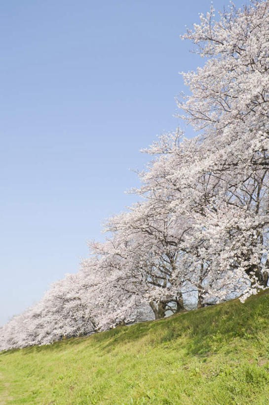 无人,竖图,室外,白天,仰视,旅游,度假,美景,樱花,阴影,盛开,光线,影子,景观,花蕾,娱乐,花,花瓣,花朵,鲜花,粉色,蓝色,蓝天,天空,阳光,自然,天,花苞,花蕊,享受,休闲,景色,放松,晴朗,自然风光,万里无云,仙樱花,福岛樱,青肤樱,晴空,晴空万里,荆桃,彩图,低角度拍摄,游览