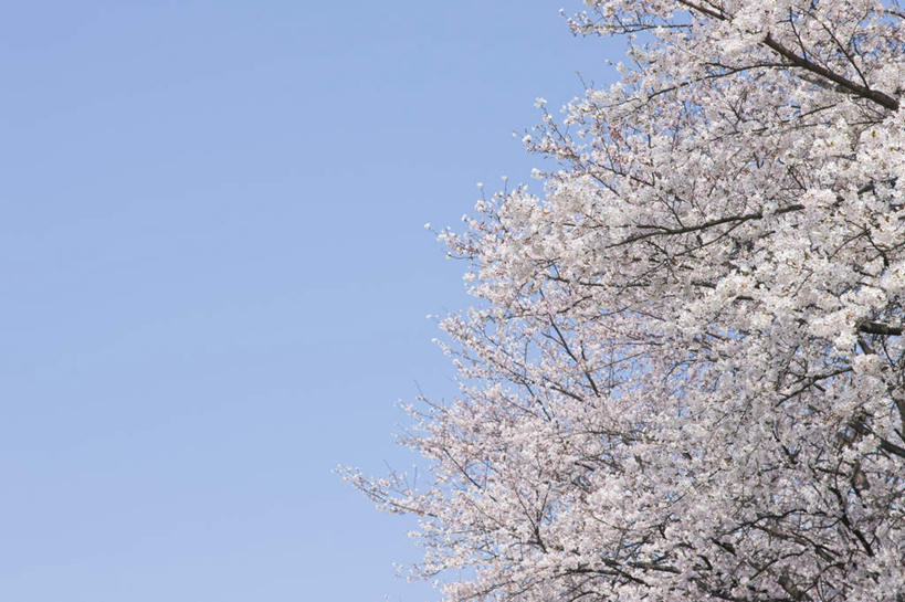 无人,横图,室外,白天,仰视,旅游,度假,海浪,海洋,美景,樱花,京都,日本,亚洲,盛开,景观,浪花,水平线,辽阔,海平线,花蕾,娱乐,花,花瓣,花朵,鲜花,粉色,蓝色,蓝天,天空,自然,海水,天,花苞,花蕊,享受,休闲,广阔,景色,放松,京都府,晴朗,一望无际,自然风光,海景,东亚,本州,万里无云,本州岛,日本国,近畿地方,近畿,仙樱花,福岛樱,青肤樱,无边无际,一马平川,大海,风浪,海,海水的波动,近岸浪,涌浪,晴空,晴空万里,荆桃,彩图,低角度拍摄,水天相接,水天一线