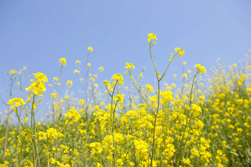 无人,横图,室外,白天,仰视,旅游,度假,美景,许多,朦胧,模糊,盛开,景观,花蕾,娱乐,花,花瓣,花朵,鲜花,黄色,蓝色,蓝天,天空,自然,天,花苞,花蕊,油菜花,享受,休闲,景色,放松,晴朗,自然风光,万里无云,晴空,晴空万里,彩图,低角度拍摄,芸苔,芸薹